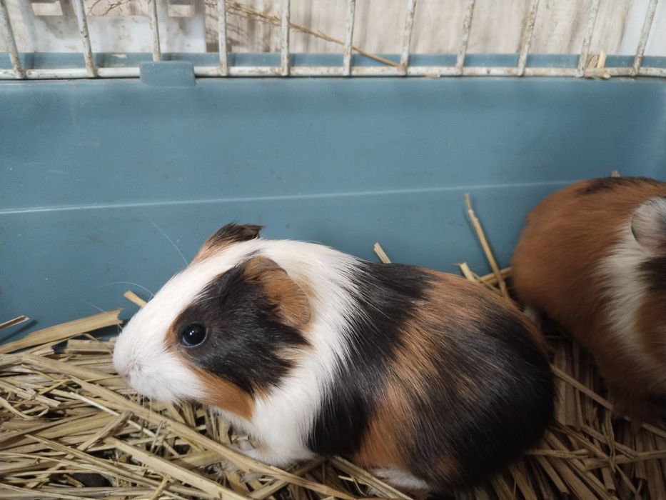 Ширин денгиз чўчқалари сотилади