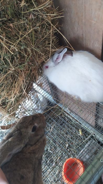 Quyonlar sotiladi kasal emas 2 tasi 400000 ming kelishib beramiz 35000