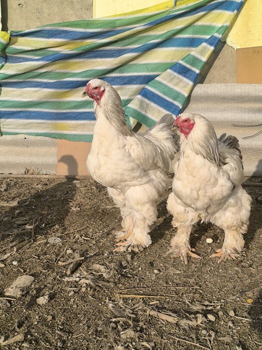 Брама             .