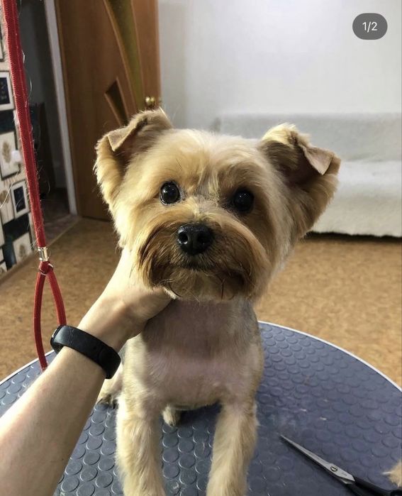 Груминг животных