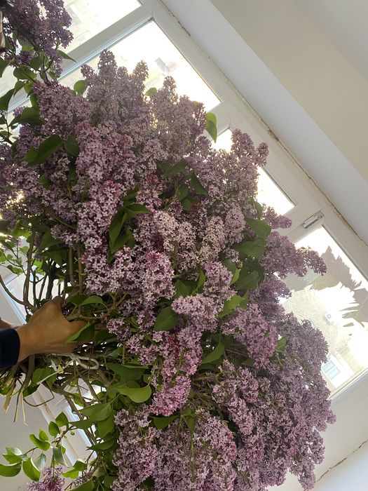 сирень свежие букетик