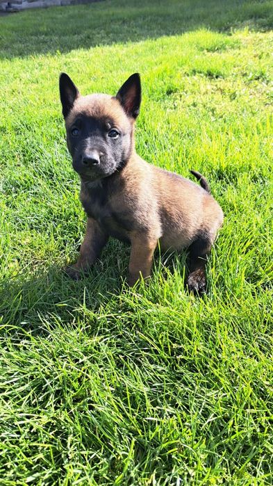 Donez pui/catei ciobănesc belgian malinois