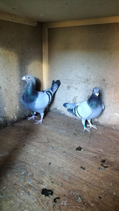 Porumbei sport de vânzare