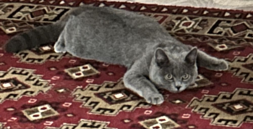 Кот Британец в добрые руки