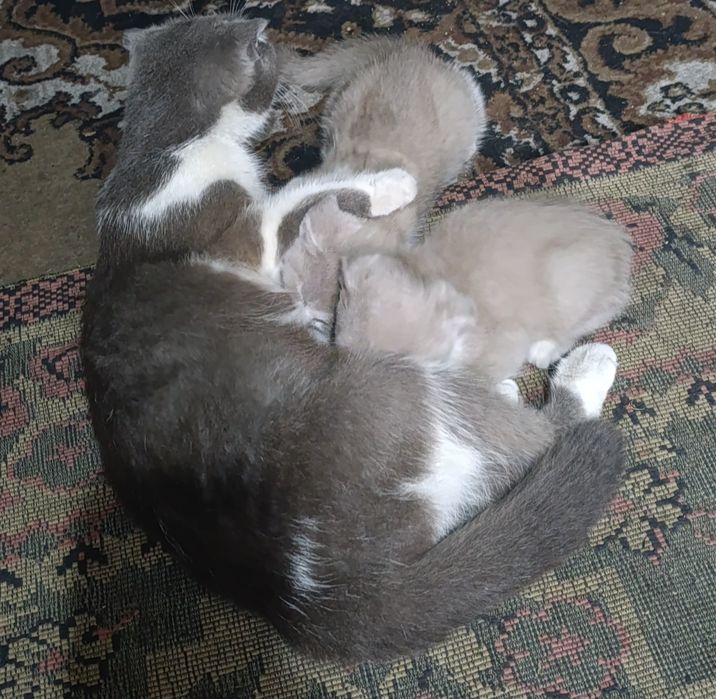 Отдам котят в добрые руки!!
