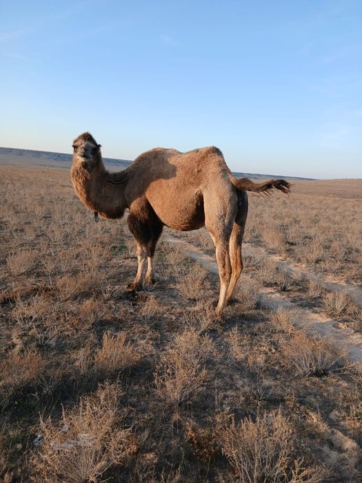 Буаз түйе сатылады