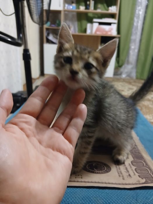 Отдам котёнка в добрые, добрые руки