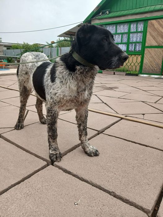 Продаётся собака Алабай(сука)