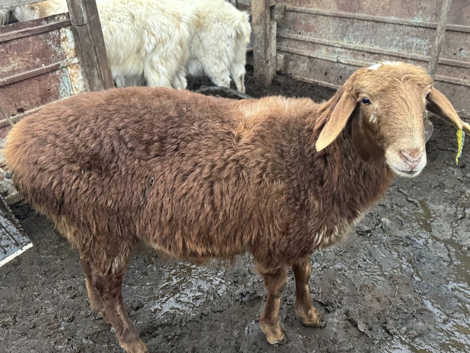 Еркек токты сатылады