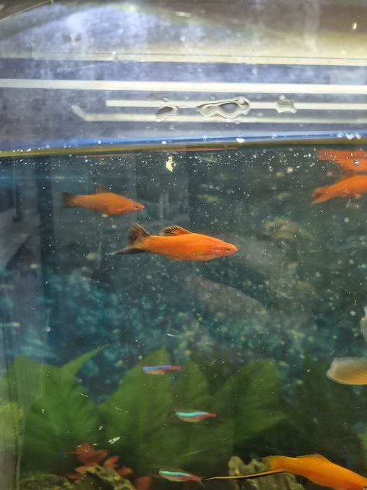 Меченосец самец ОБМЕН