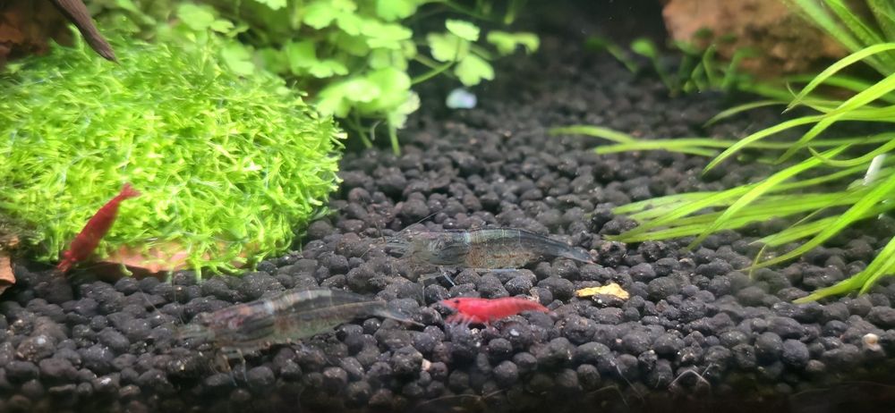 Креветки Амано, аманки