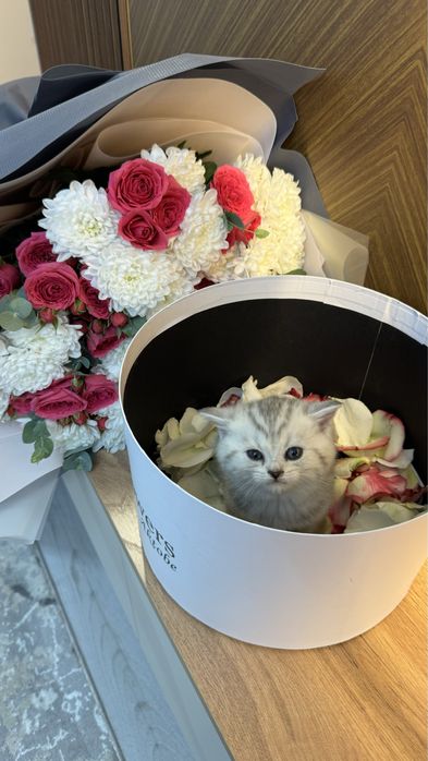 Продается котенок +подарок есть