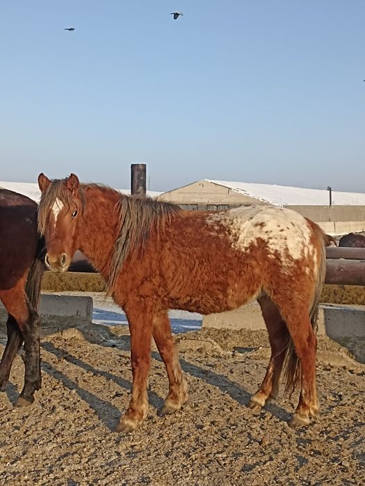 Продам жеребчика