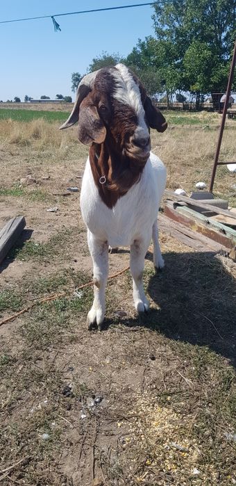  ap Si Capr Boer Curtici OLX ro