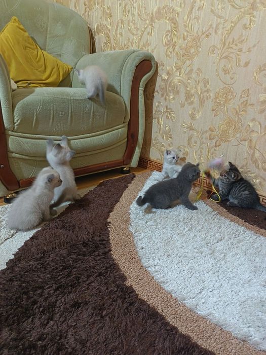 Домашние животные