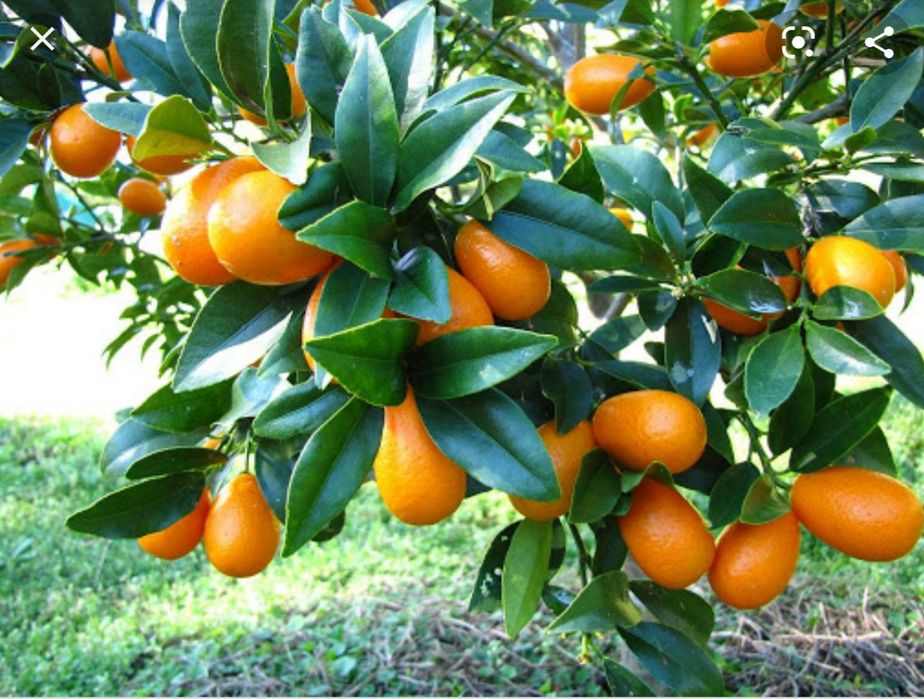 Продаётся кумкват/апельсин/мандарин/бергамотный апельсин!Все с плодами