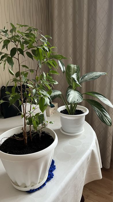 Продам комнатные цветы