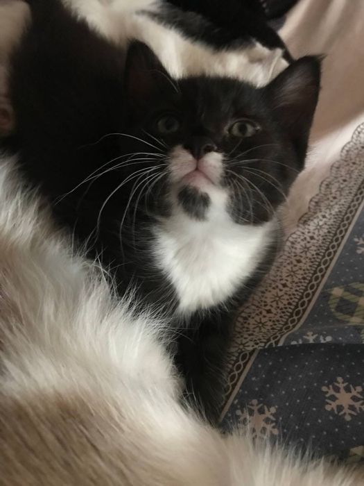 Черненькая кошечка