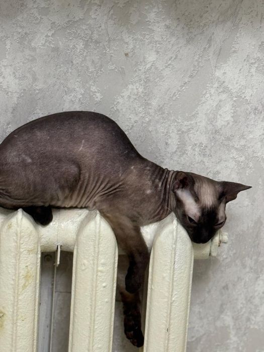 Отдам донских сфинксов!