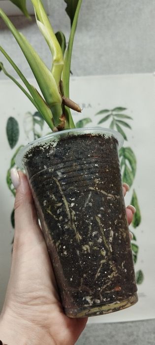 Монстера        .