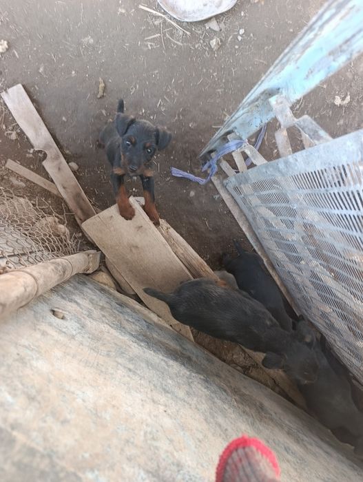 Ягдтерьер щенки 3 месяца