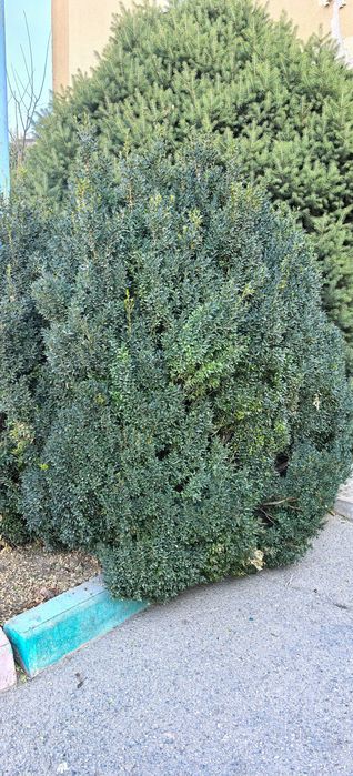 Продам самшит зелёный