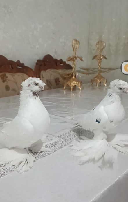 Продам голубей...