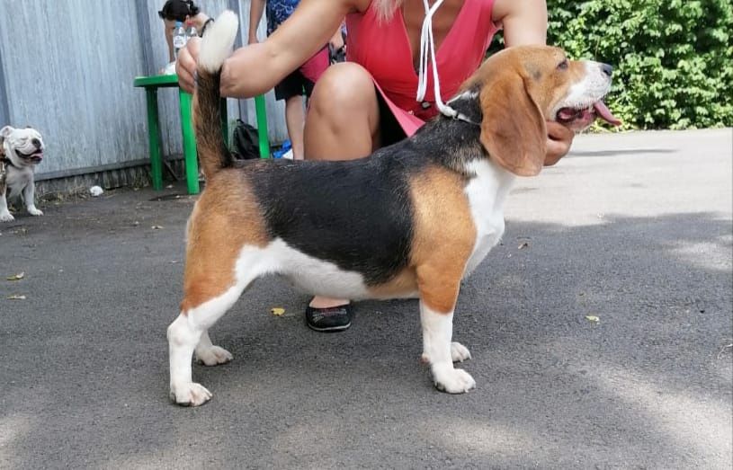 Щенки породы Бигль