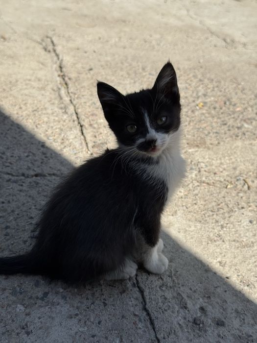 Котята коты и кошки в добрые руки