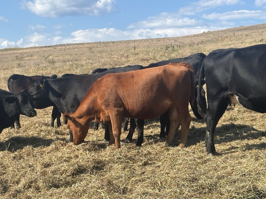 Juninci Angus + Vitele Angus, 6-21 luni, inscrise in asociatie
