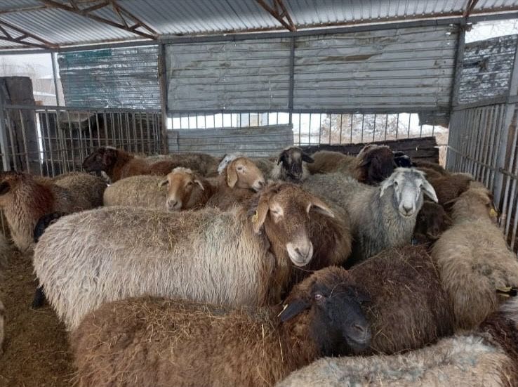 Продаю баранов на выбор