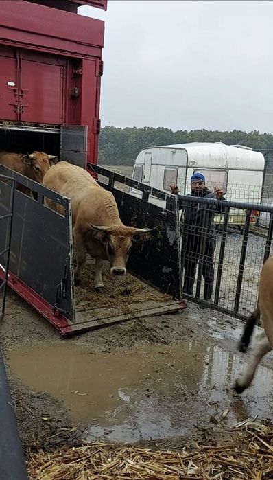 Transport Animale Vii