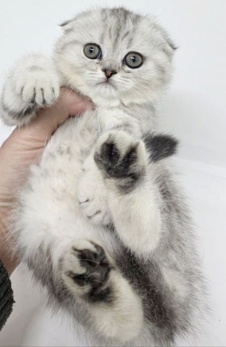 ШоТлаНдские КотЯта висЛоуХие