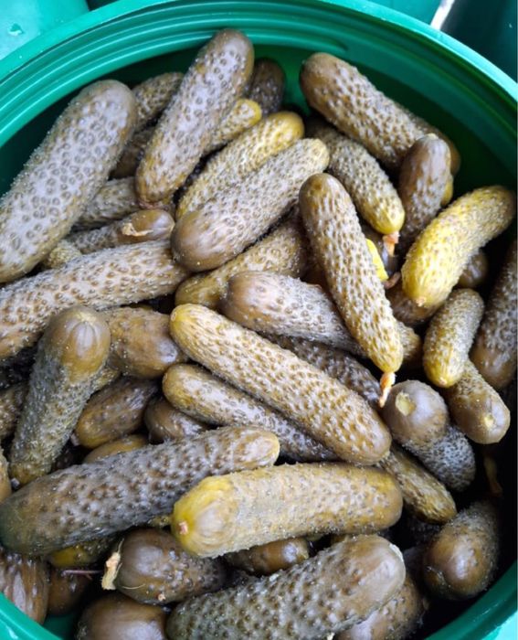 vand castraveti murati in saramura