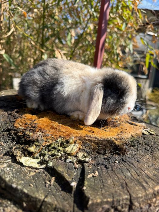 Vând iepuras Berbec Pitic (Mini Lop)