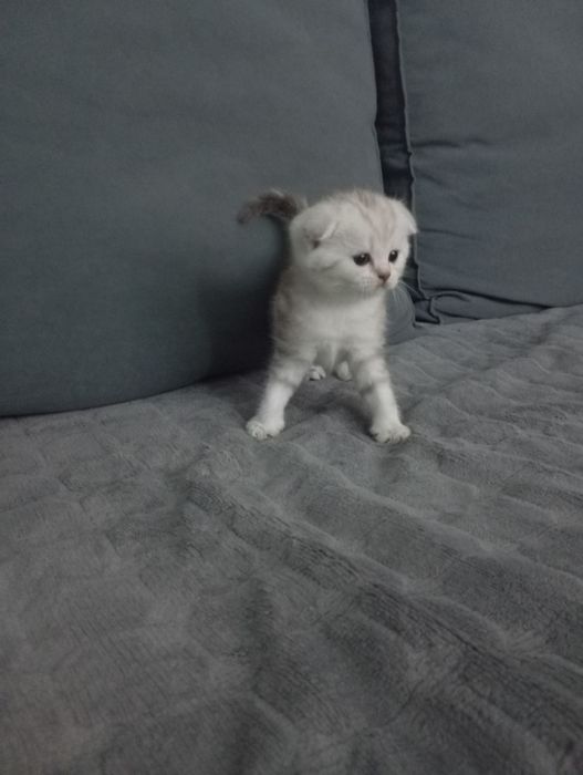 Чистокровные котята,мальчики