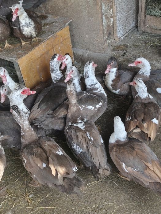 Селезень индоутки на племя