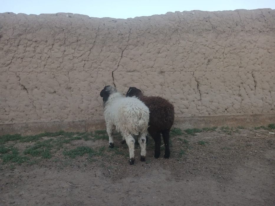 Семыз токты кошкар