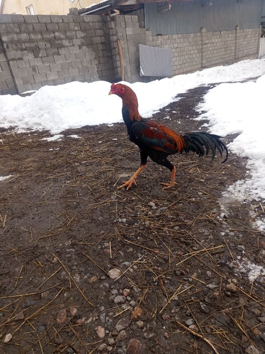 Срочно Продам дакана