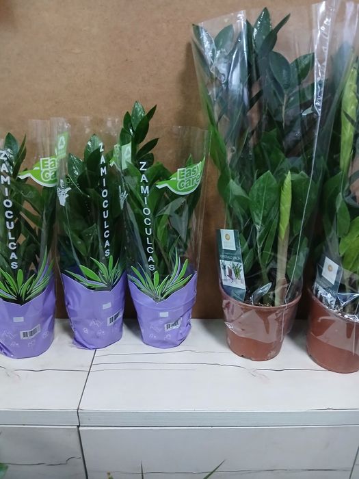 Долларовое дерево Замиакулькас