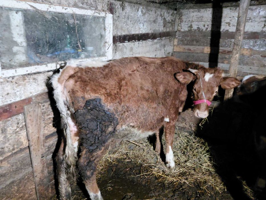 Vițea băltată romanească