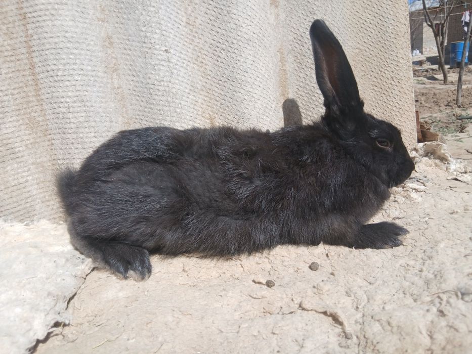 Quyon sotiladi  1mln kami yoq