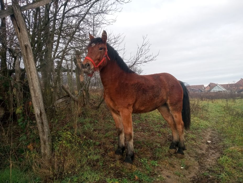 Mânză de vânzare sau schimb cu vaci vitei ,crapator/despicator de lemn