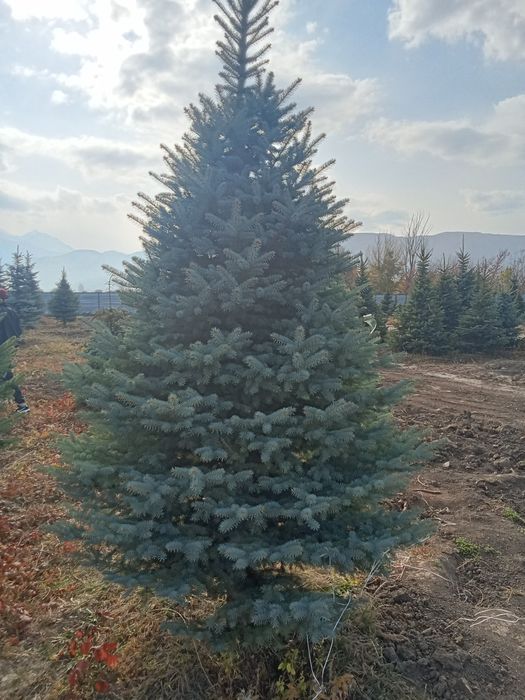 Голубые ёлки крупномер