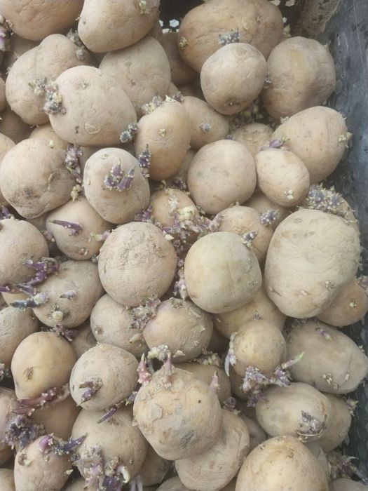 Продам семенной картофель