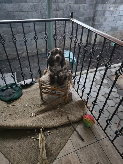 Пропала собака "Лаффи" русский спаниель / английский спаниель спрингер