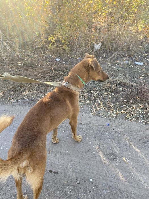 Кабель, собака, пес в добрые руки