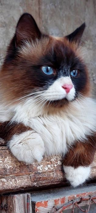 Продам ragdol кошка