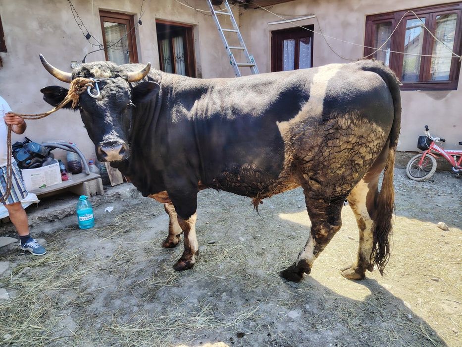 Taur de  vânzare