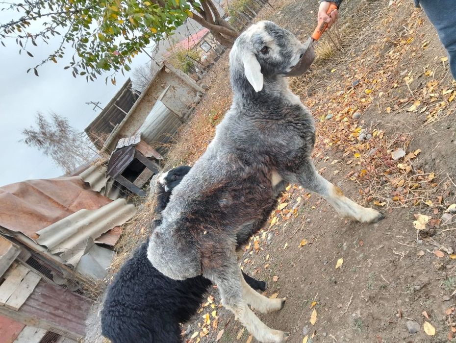 Продам породистого барана